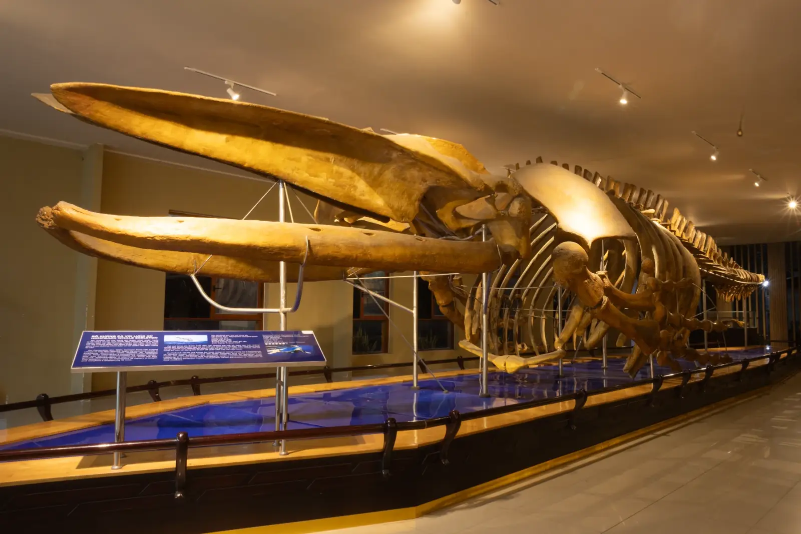 Nha Trang's Museum of Oceanography: what adults and children can see