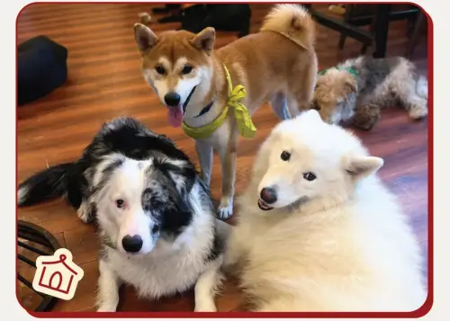 WagWel Rescue: dog boarding and walking