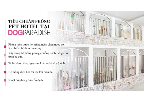 DogParadise pet hotels in Ho Chi Minh City