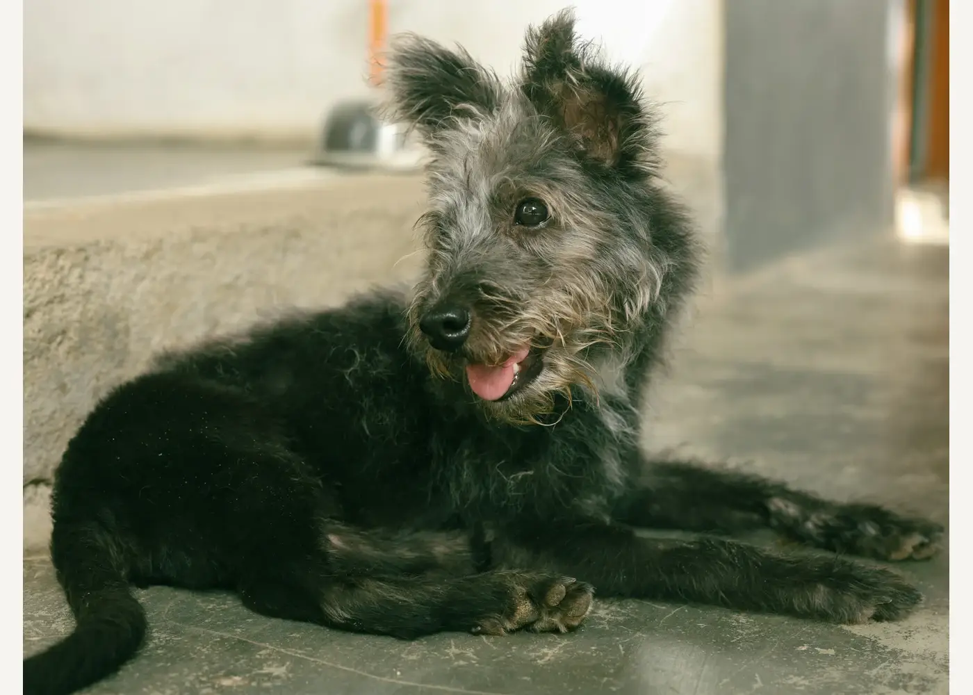 Paws for Compassion — усыновление собак и кошек в Дананге