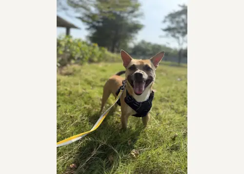 Laws for Paws Vietnam — 호찌민 구조견 입양