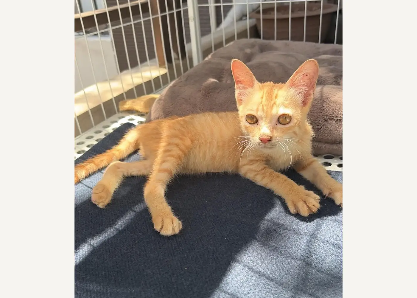 Hanoi Pet Adoption — усыновление собак и кошек