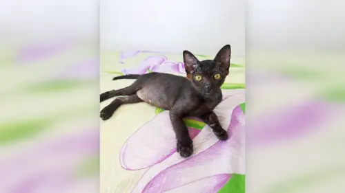 Котёнок ищет взрослую семью в Нячанге