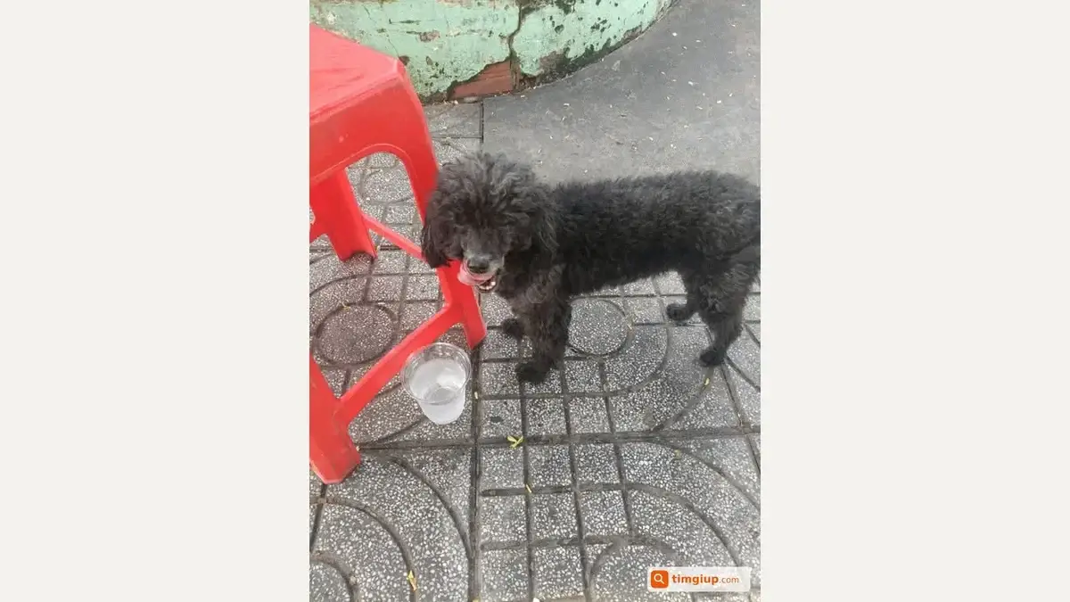Black Poodle missing in Tân Phú