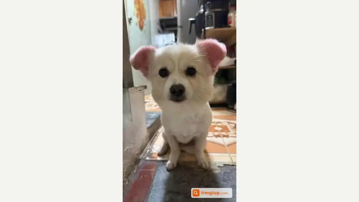 Pet Sóc missing near Trương Định