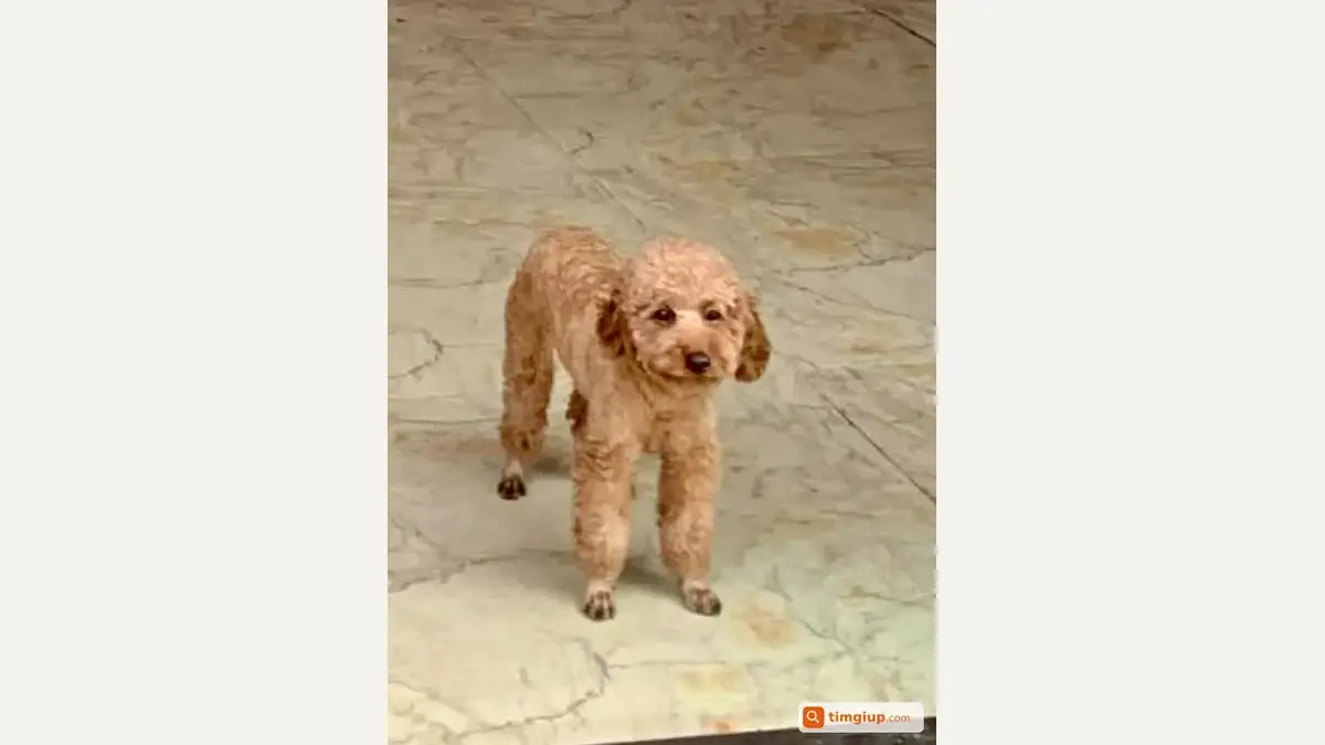 Dâu Tây the brown Poodle is missing