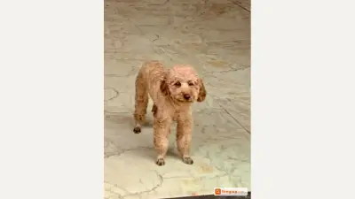Dâu Tây the brown Poodle is missing
