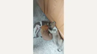 Puppies for adoption in Bình Dương