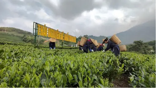 International Tea Festival — Thai Nguyen 2026
